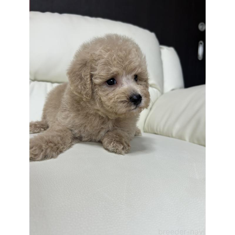 成約済の滋賀県のビションプー:ビションフリーゼ×トイプードル-412901の7枚目