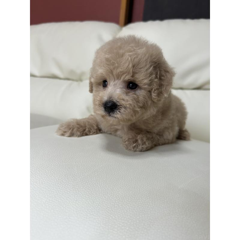 成約済の滋賀県のビションプー:ビションフリーゼ×トイプードル-412901の6枚目