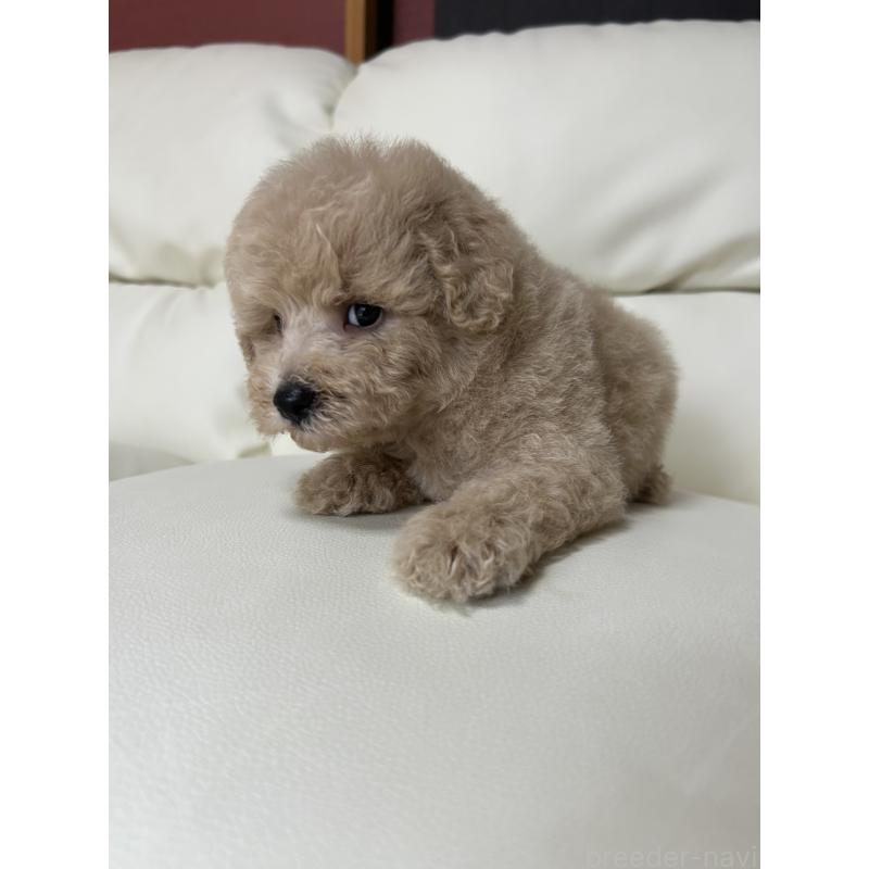 成約済の滋賀県のビションプー:ビションフリーゼ×トイプードル-412901の5枚目