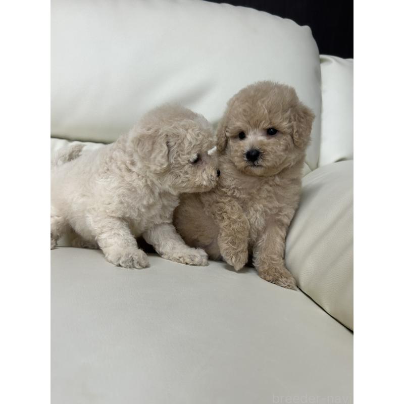 成約済の滋賀県のビションプー:ビションフリーゼ×トイプードル-412901の4枚目