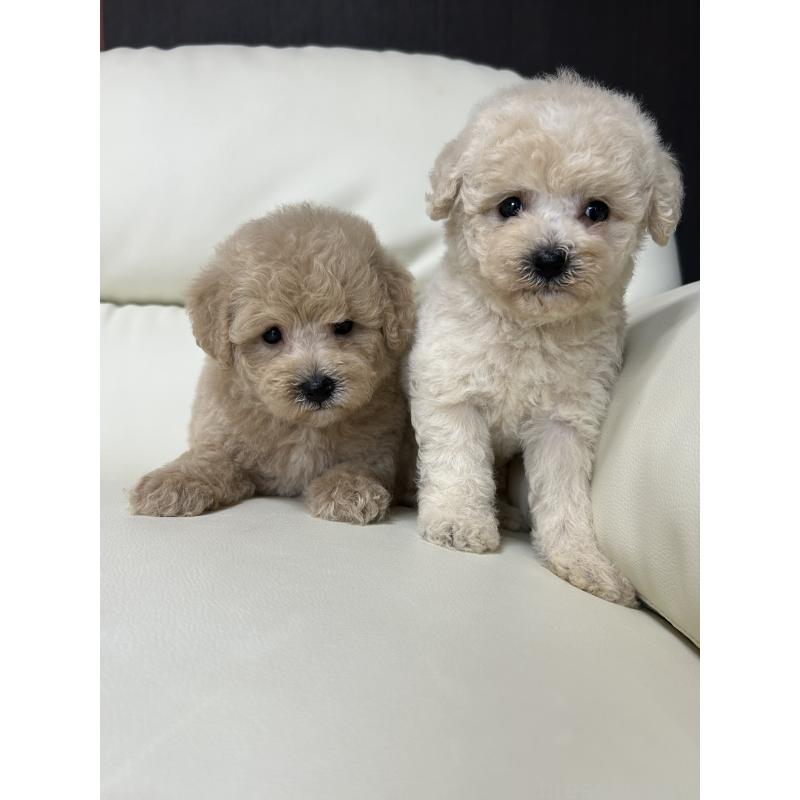 成約済の滋賀県のビションプー:ビションフリーゼ×トイプードル-412901の2枚目