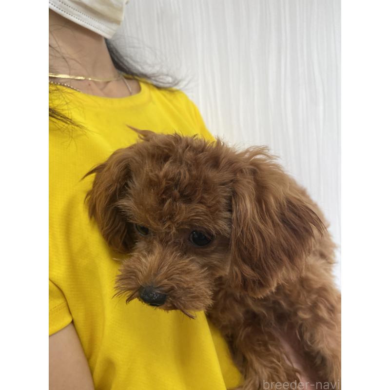 成約済の茨城県のマルプー:マルチーズ×トイプードル-356980の5枚目