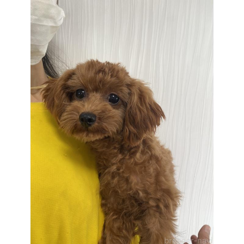 成約済の茨城県のマルプー:マルチーズ×トイプードル-356980の4枚目