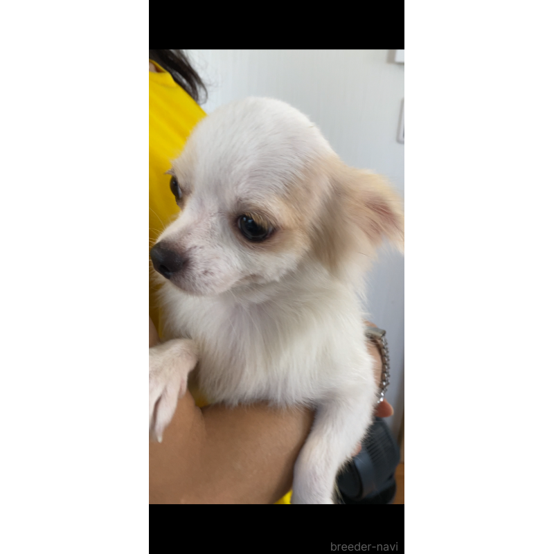 販売中の茨城県のミックス犬-383317の2枚目