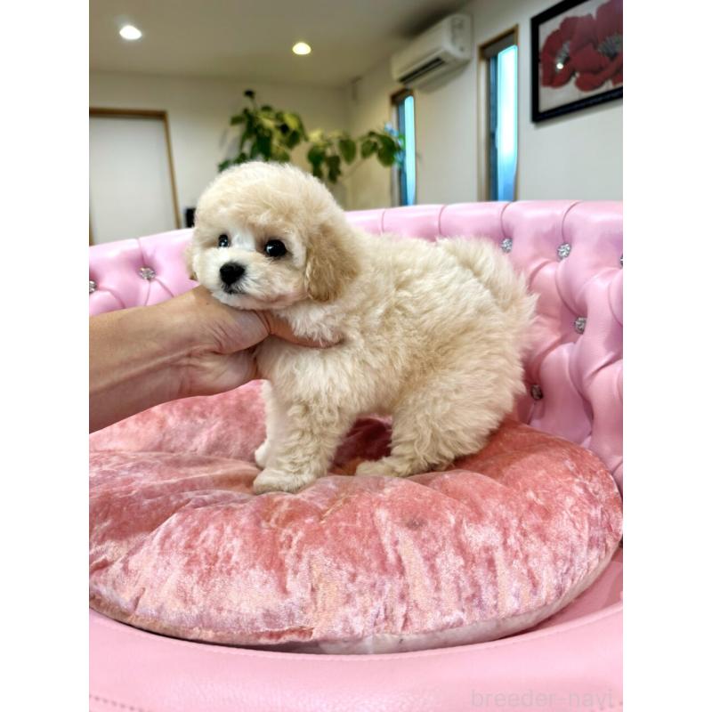 販売中の茨城県のビションプー:ビションフリーゼ×トイプードル-415878の4枚目