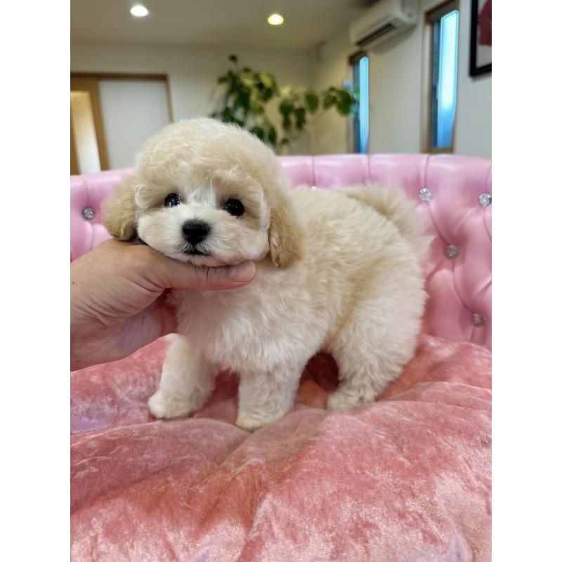 販売中の茨城県のビションプー:ビションフリーゼ×トイプードル-415878の3枚目