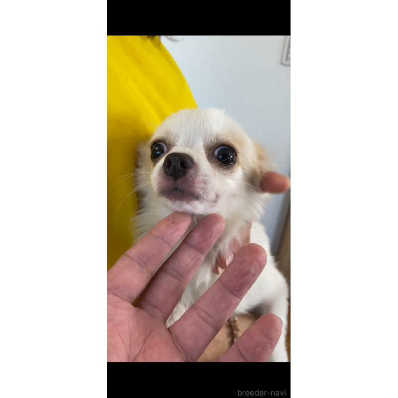 成約済の茨城県のミックス犬-383315の13枚目