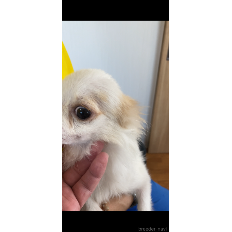 成約済の茨城県のミックス犬-383315の12枚目