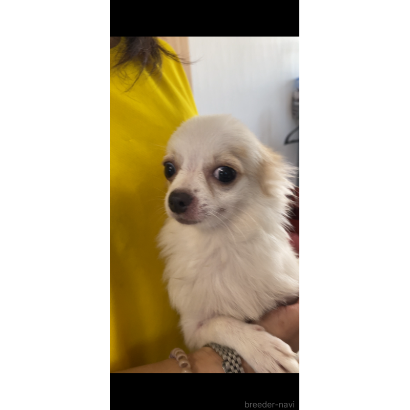 成約済の茨城県のミックス犬-383315の11枚目