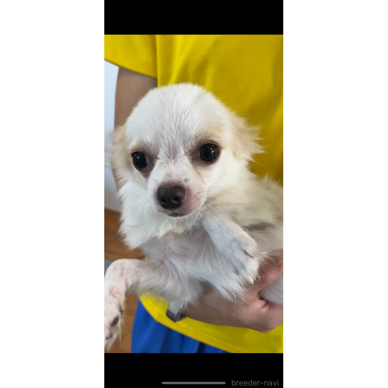 成約済の茨城県のミックス犬-383315の10枚目