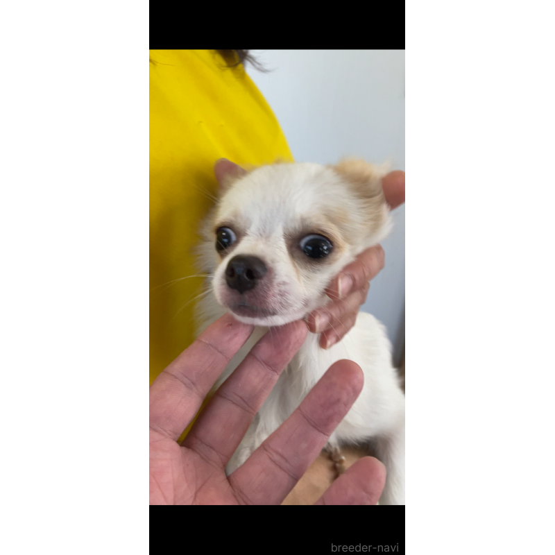 成約済の茨城県のミックス犬-383315の9枚目