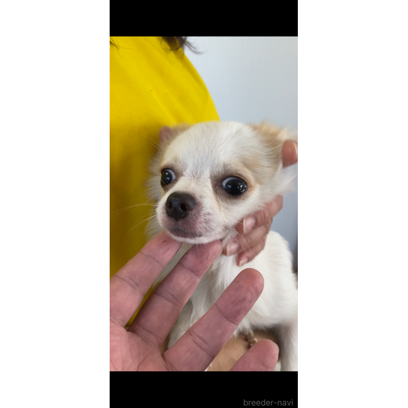 成約済の茨城県のミックス犬-383315の7枚目