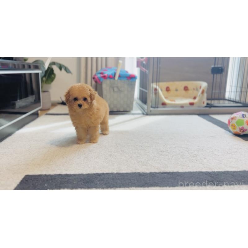 成約済の福岡県のタイニープードル-410571の6枚目