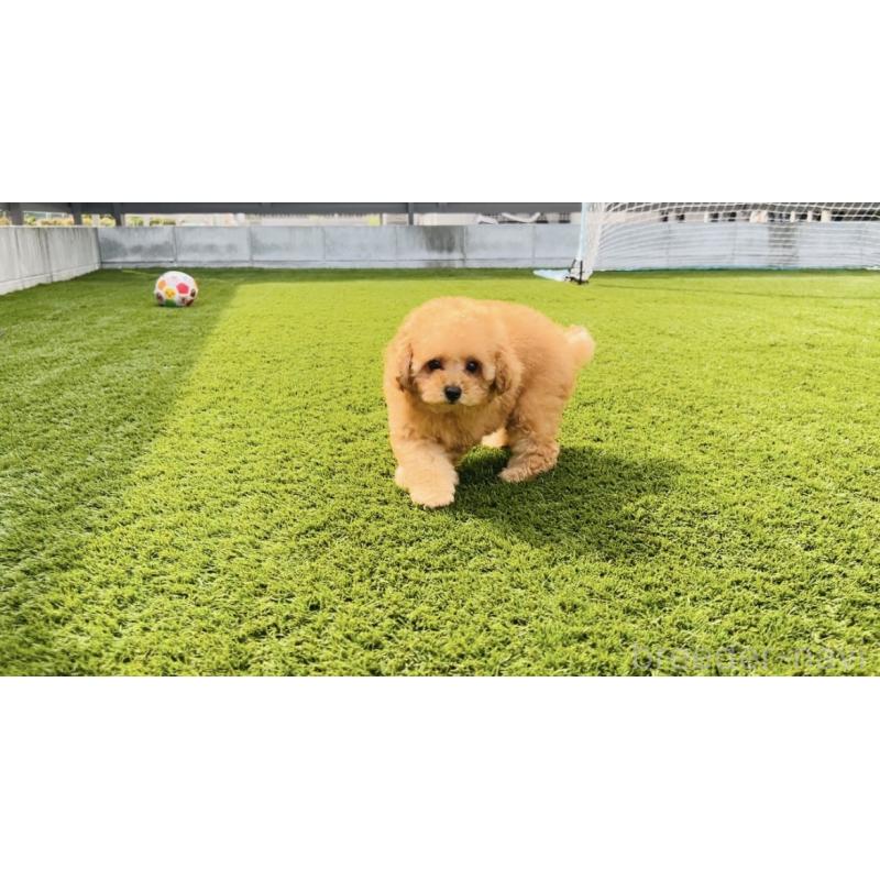 成約済の福岡県のタイニープードル-410571の5枚目