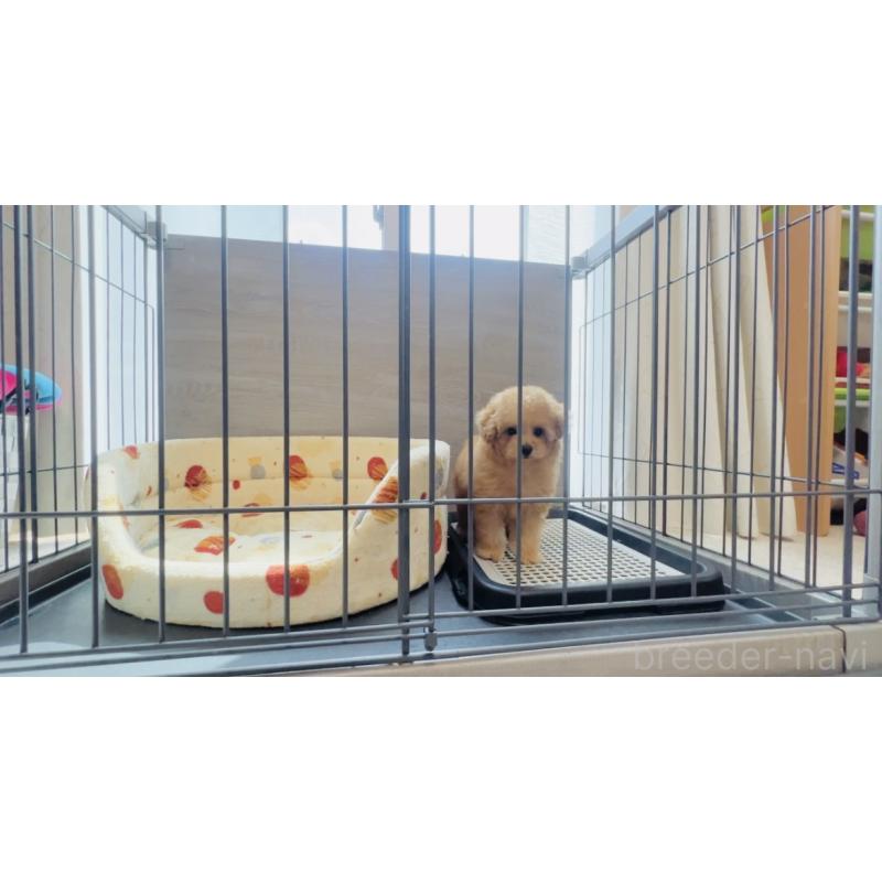 成約済の福岡県のタイニープードル-410571の4枚目