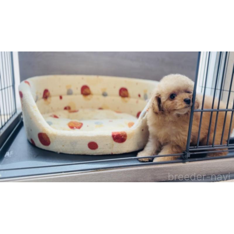 成約済の福岡県のタイニープードル-410571の3枚目