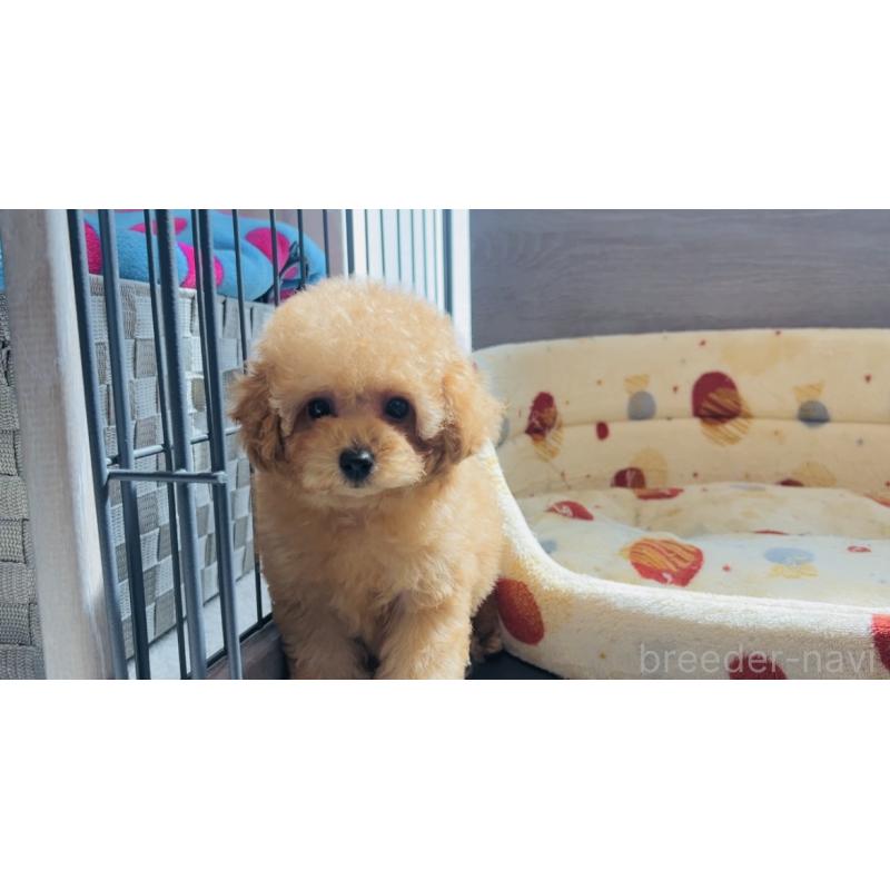 成約済の福岡県のタイニープードル-410571の2枚目