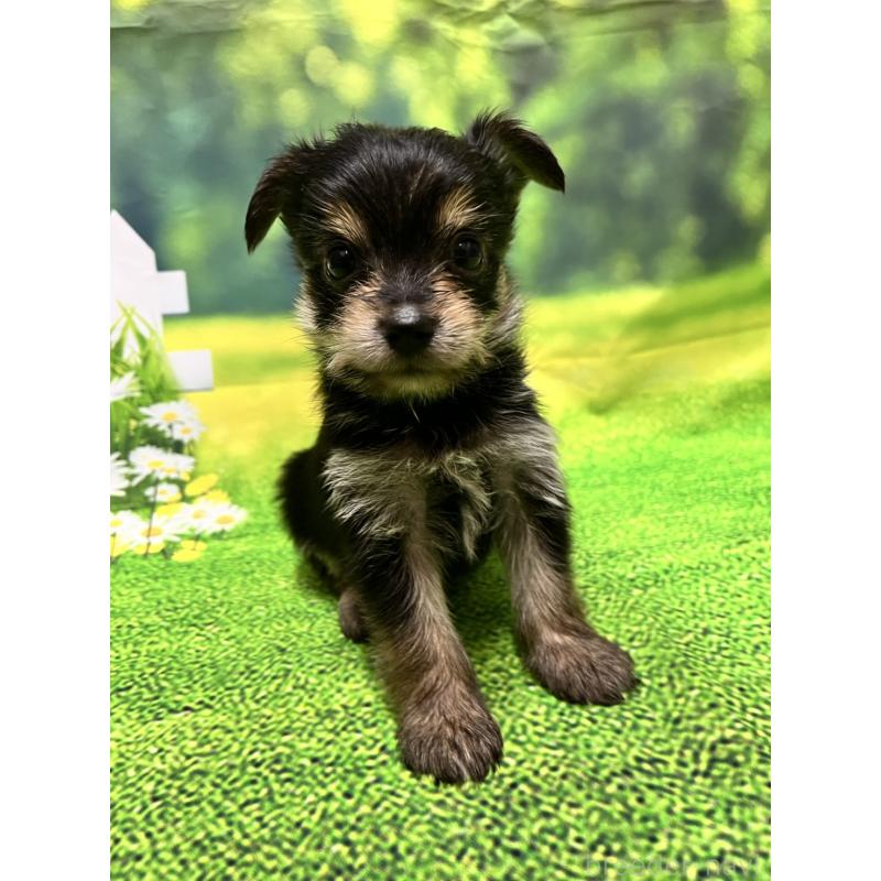 販売中の栃木県のミックス犬-415891
