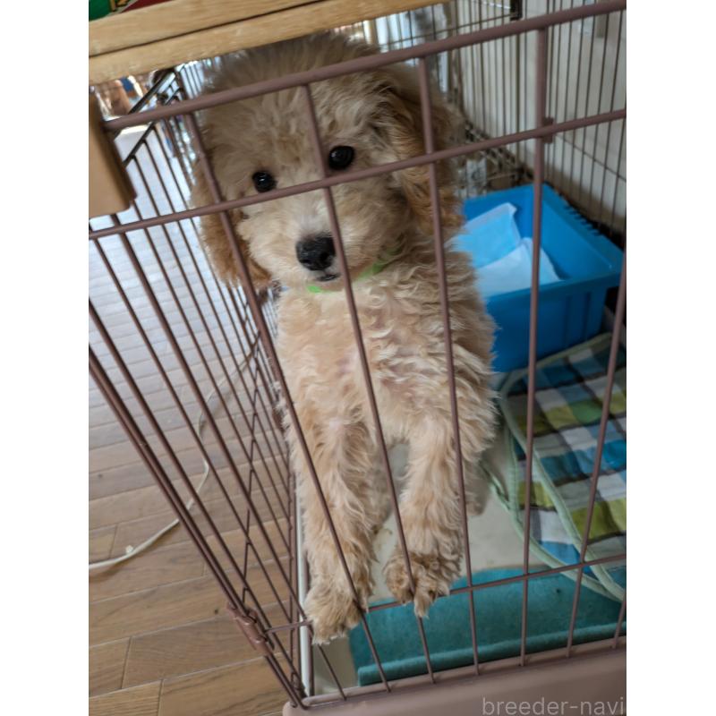 販売中の千葉県のトイプードル-405159の3枚目