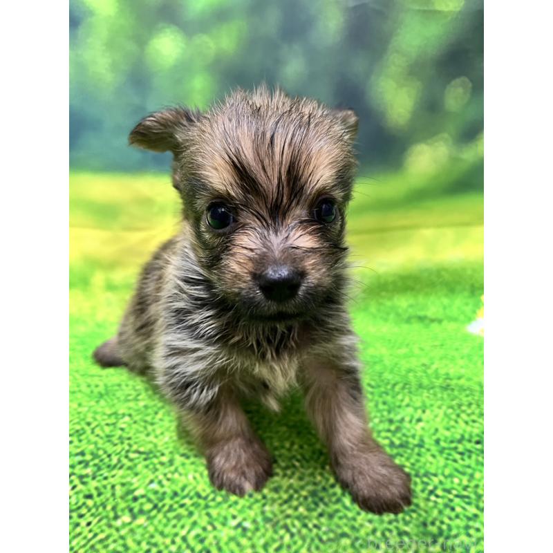 販売中の栃木県のミックス犬-415893