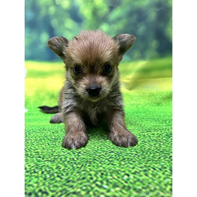 販売中の栃木県のミックス犬-415896
