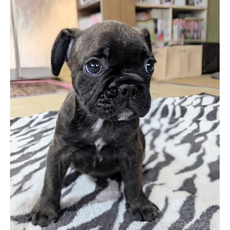 成約済の愛媛県のフレンチブルドッグ-412153の23枚目