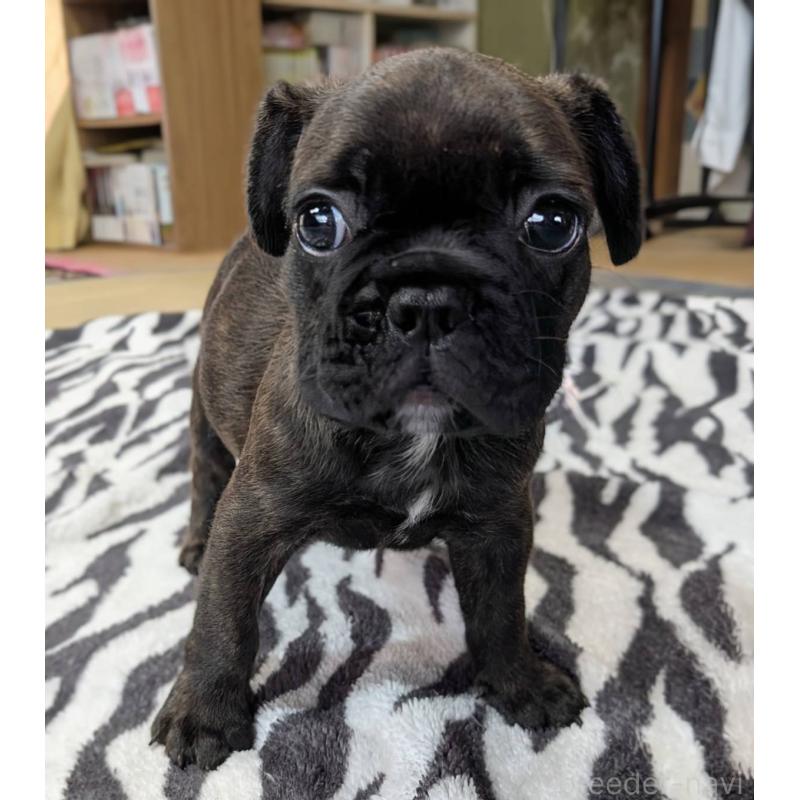 成約済の愛媛県のフレンチブルドッグ-412153の22枚目