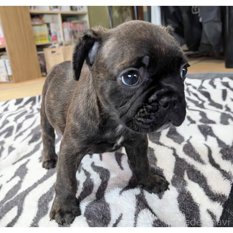 成約済の愛媛県のフレンチブルドッグ-412153の21枚目