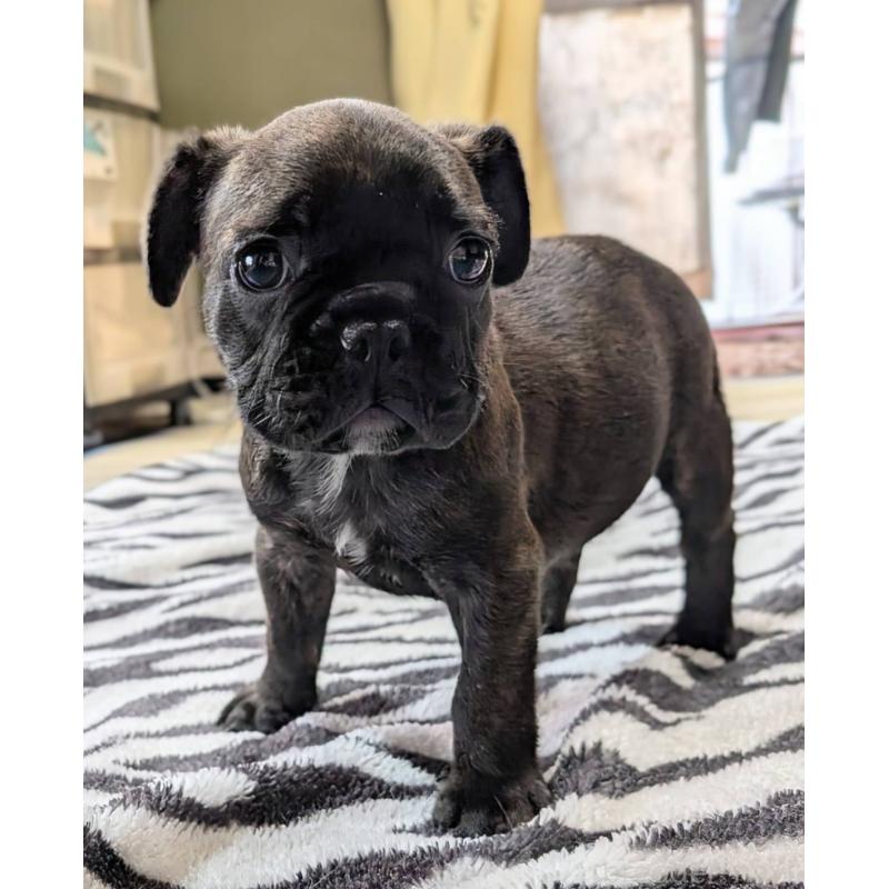 成約済の愛媛県のフレンチブルドッグ-412153の20枚目