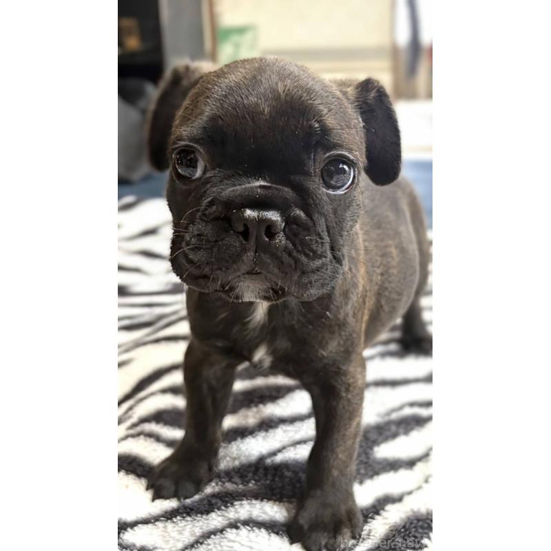 成約済の愛媛県のフレンチブルドッグ-412153の19枚目