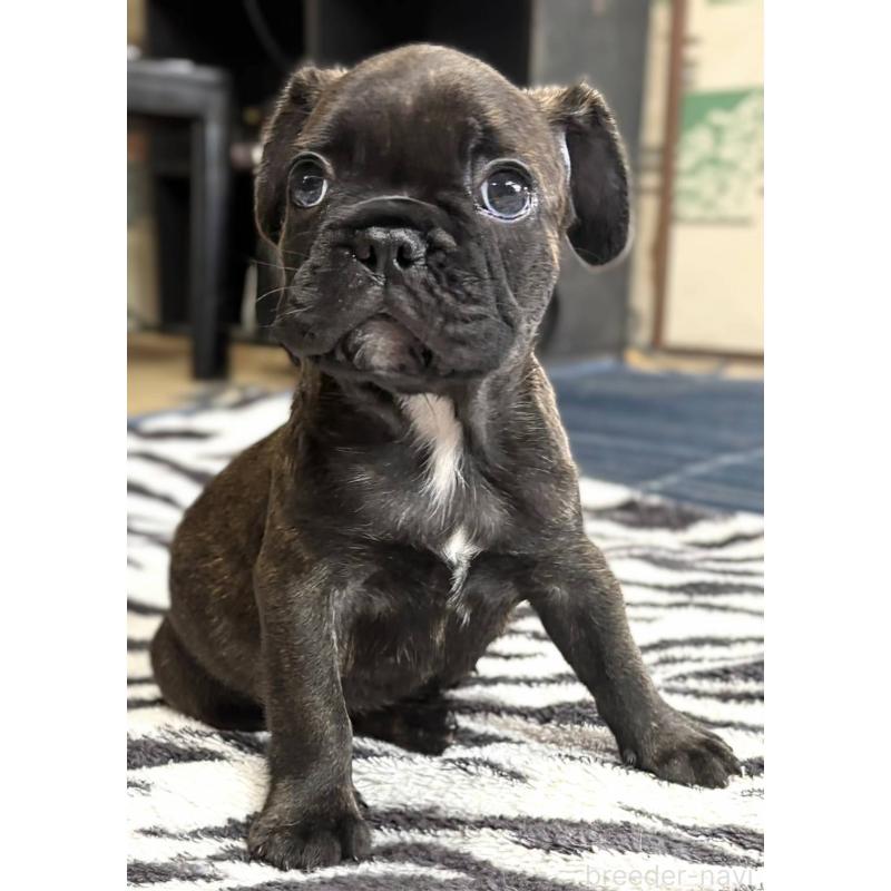 成約済の愛媛県のフレンチブルドッグ-412153の18枚目