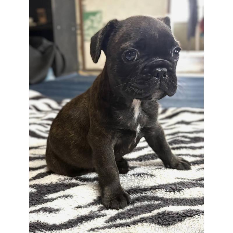 成約済の愛媛県のフレンチブルドッグ-412153の17枚目