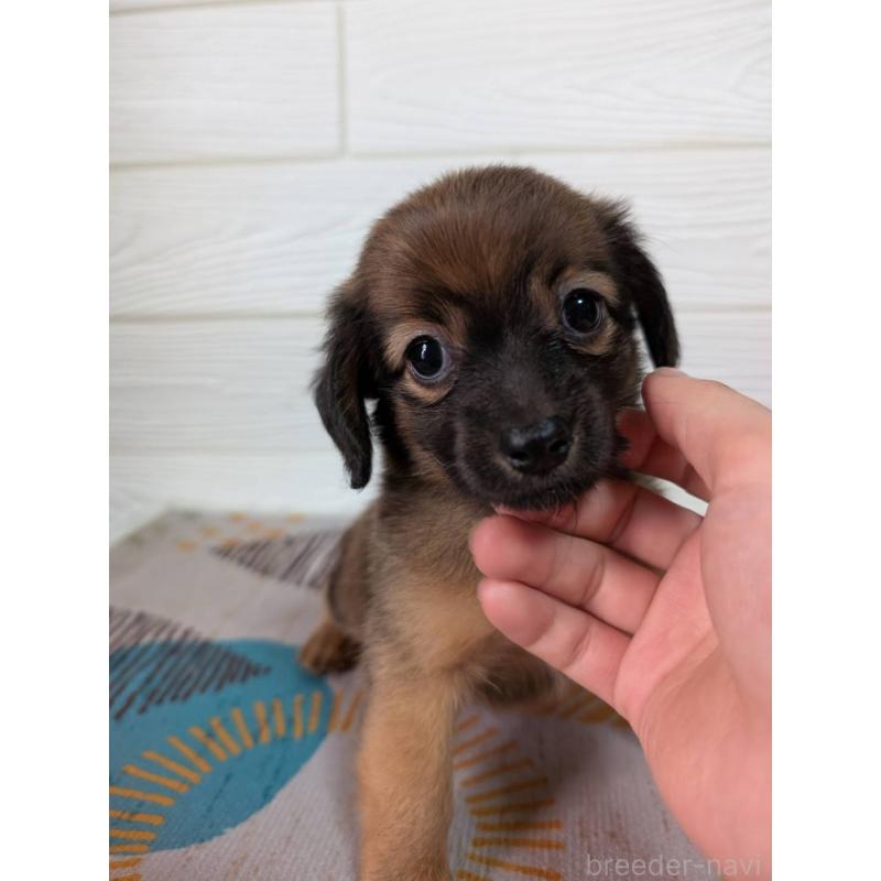 販売中の宮崎県のミックス犬-415904の7枚目