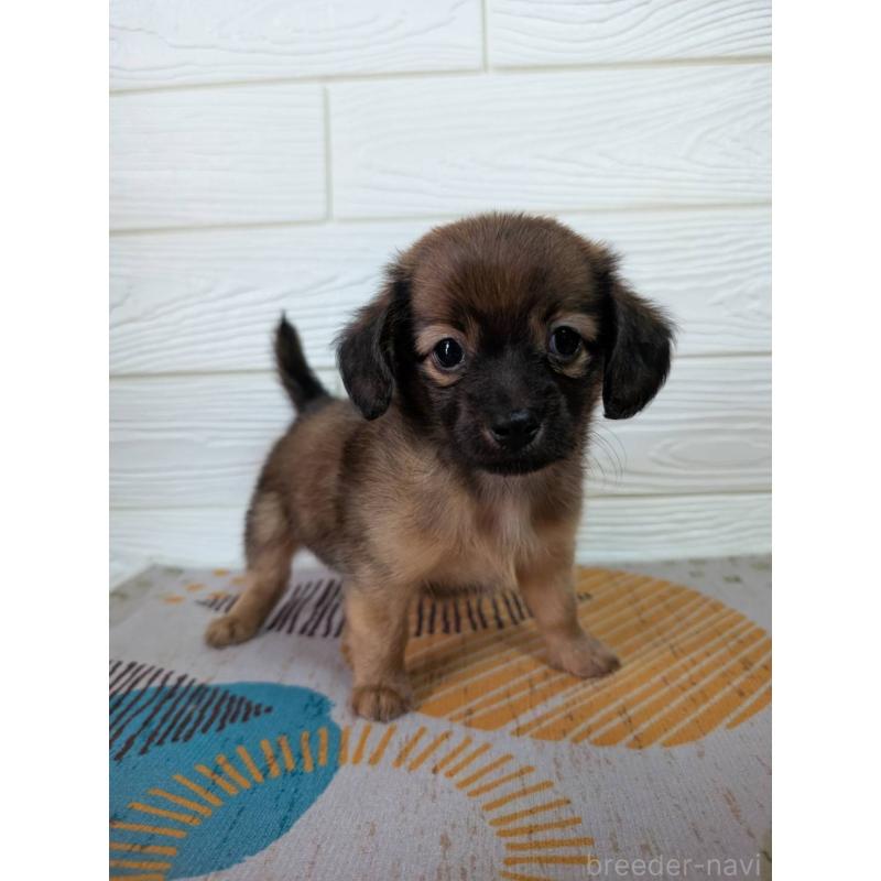 販売中の宮崎県のミックス犬-415904の5枚目