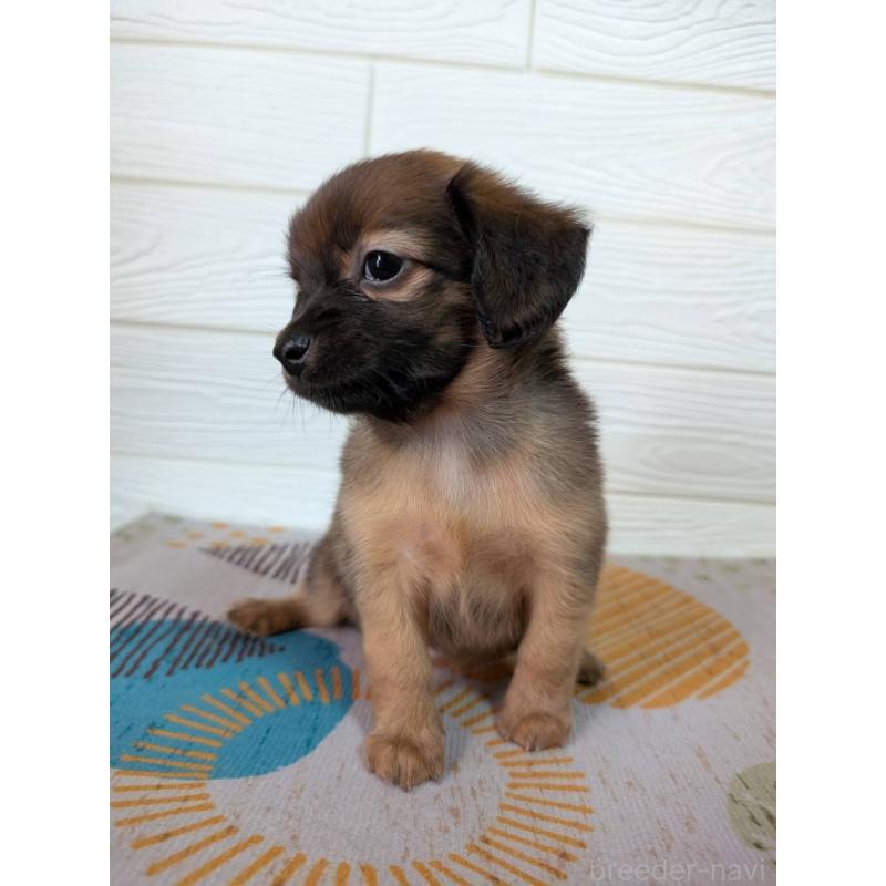 販売中の宮崎県のミックス犬-415904の4枚目