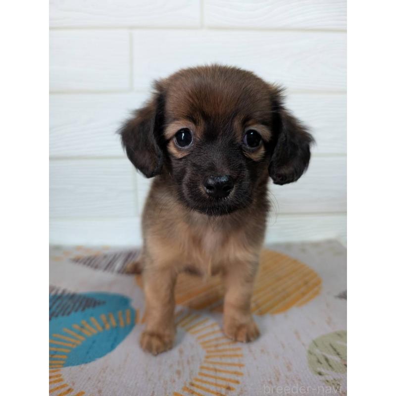 販売中の宮崎県のミックス犬-415904の3枚目
