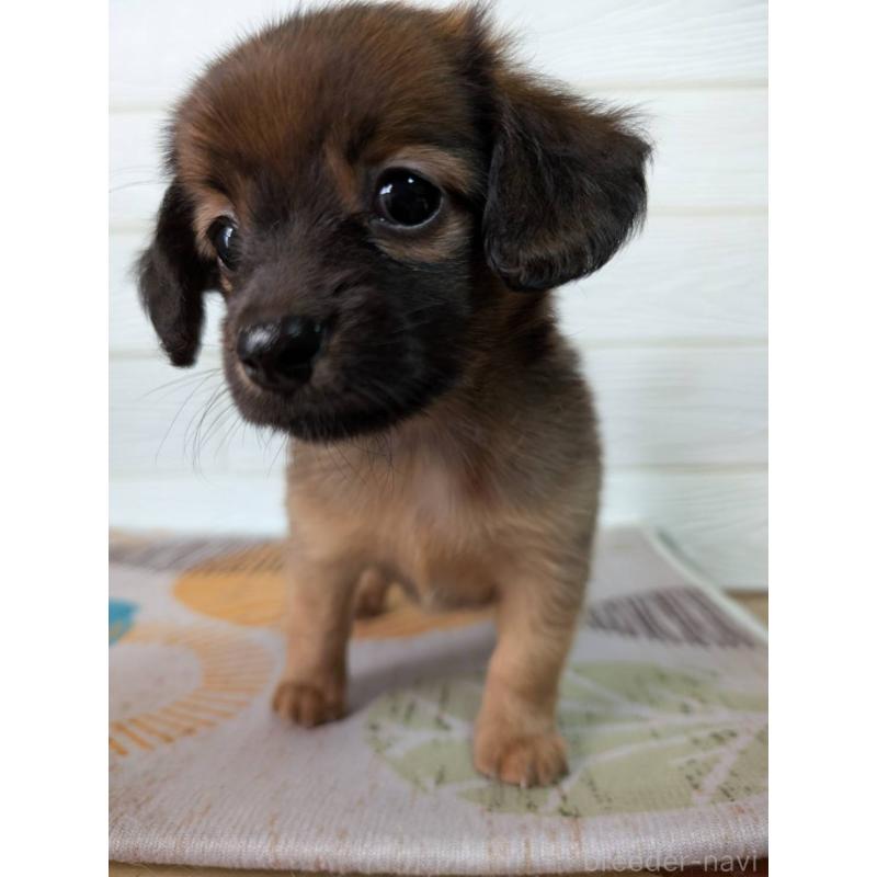 販売中の宮崎県のミックス犬-415904の2枚目