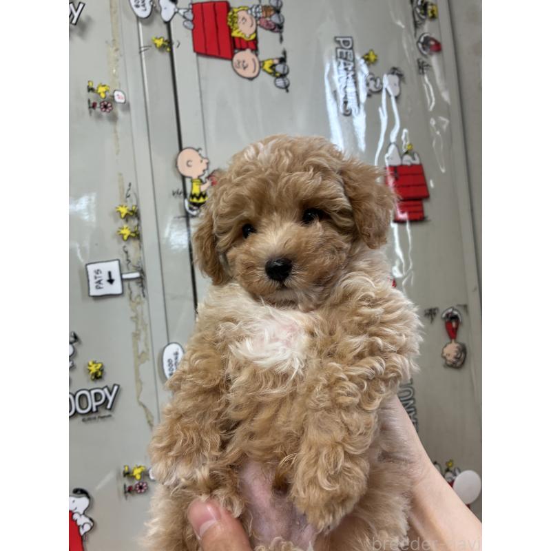 販売中の福岡県のマルプー:マルチーズ×トイプードル-415916の4枚目
