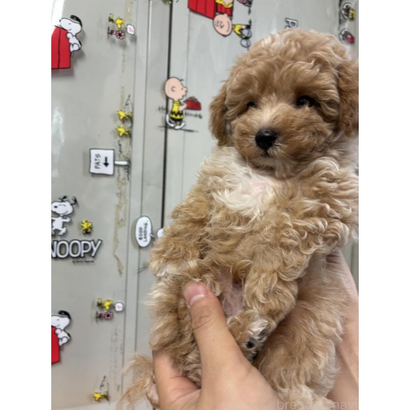 販売中の福岡県のマルプー:マルチーズ×トイプードル-415916の3枚目