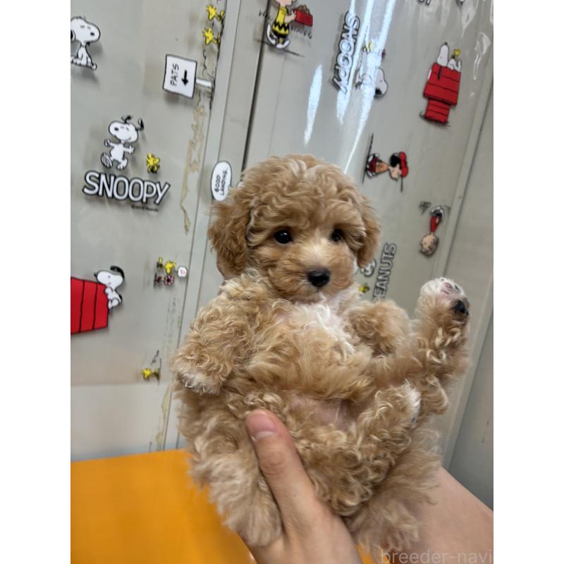 販売中の福岡県のマルプー:マルチーズ×トイプードル-415916の2枚目