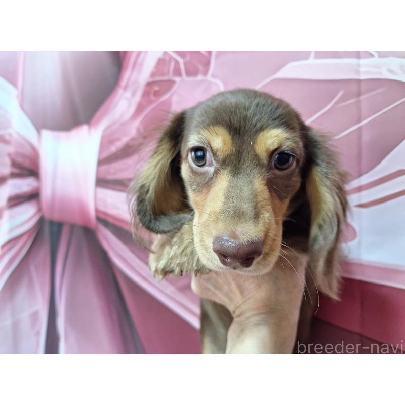 販売中の長野県のミニチュアダックスフンド(ロングヘアード)-415923の4枚目