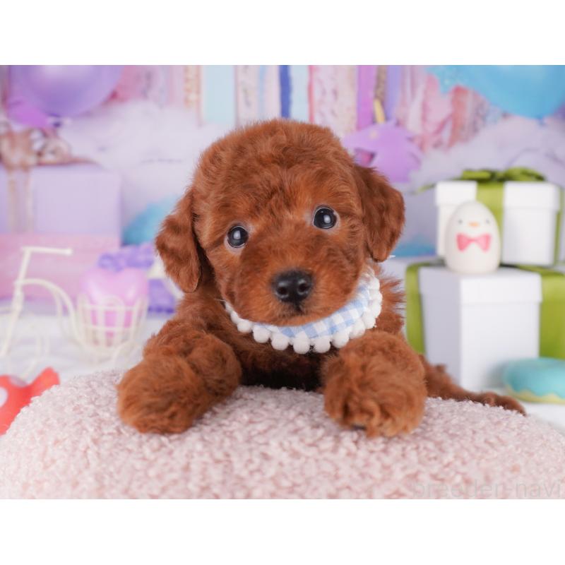 販売中の東京都のトイプードル-415926