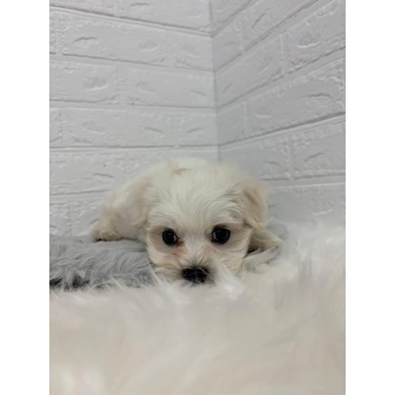 販売中の岡山県のマルチーズ-415936の2枚目