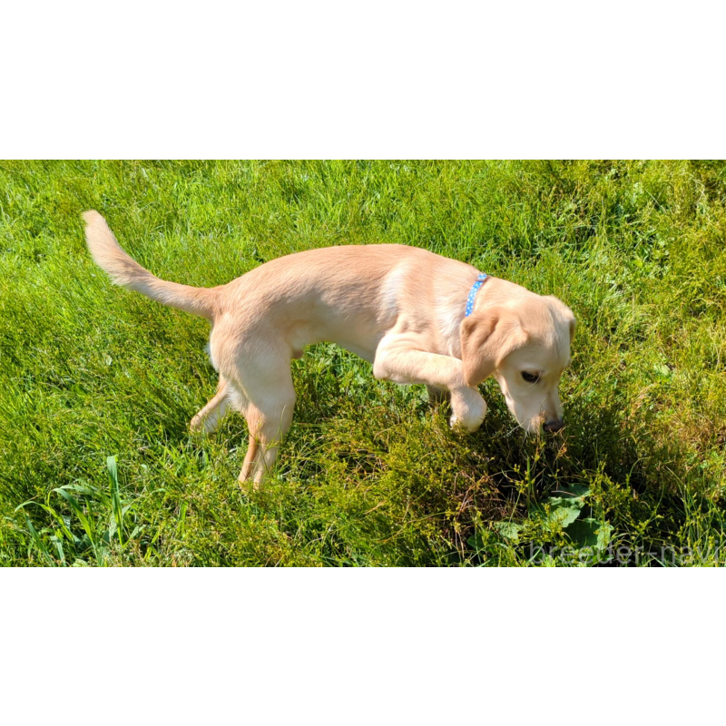 販売中の長野県のミックス犬-382299