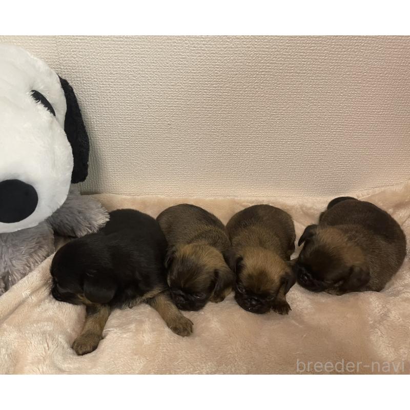 販売中の愛知県のブリュッセルグリフォン-415946の4枚目