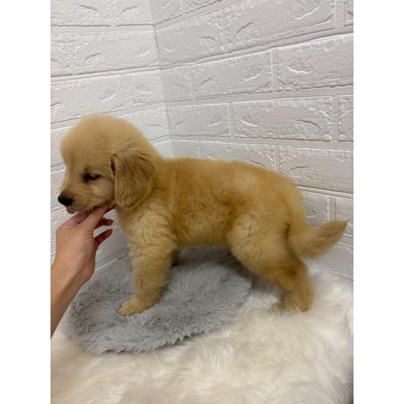 販売中の岡山県のゴールデンレトリーバー-415952の5枚目