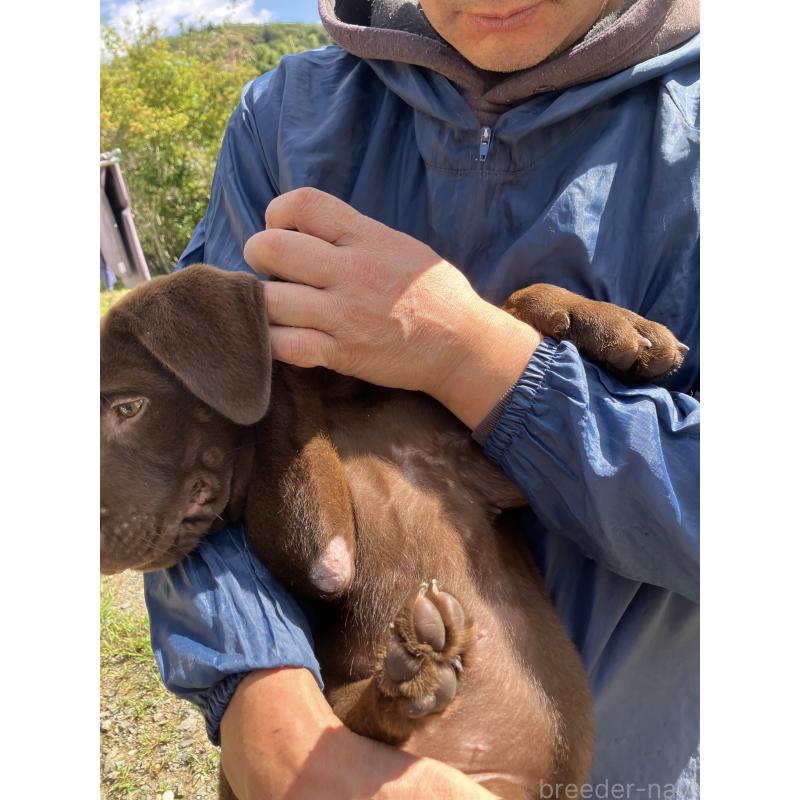 成約済の福島県のラブラドールレトリーバー-403033の2枚目