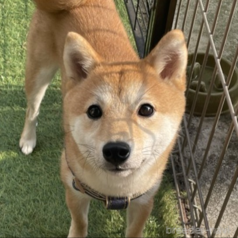 花ちゃん1枚目