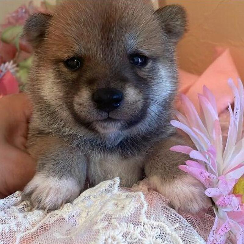 販売中の福井県の豆柴-415959の3枚目