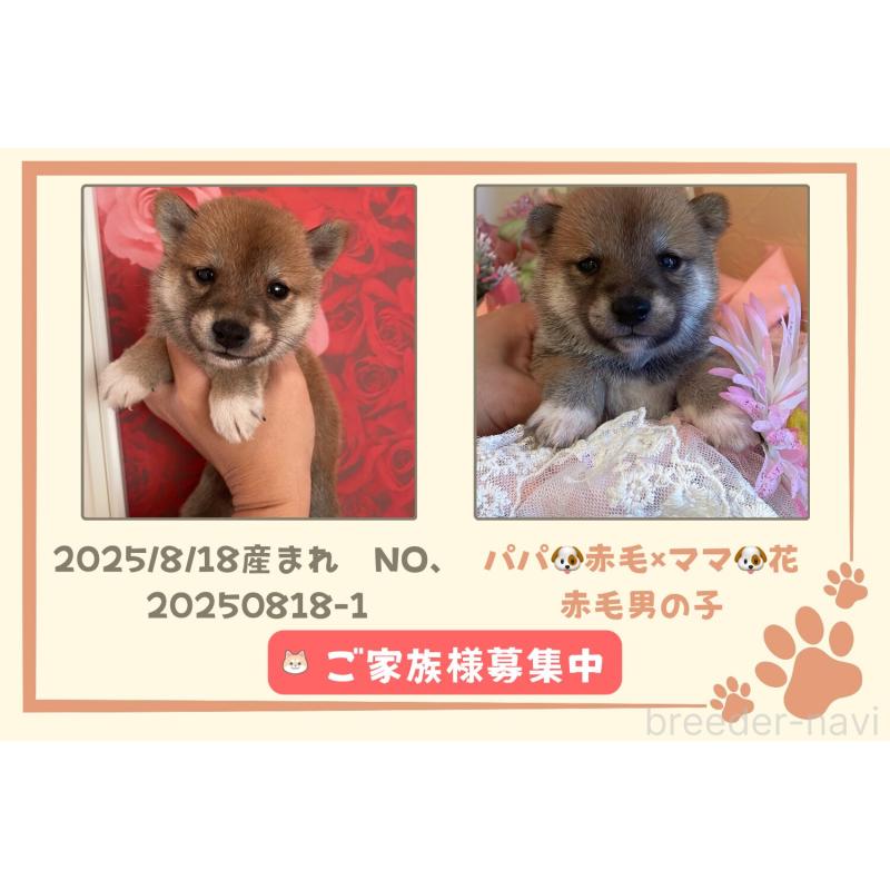 販売中の福井県の豆柴-415959の2枚目